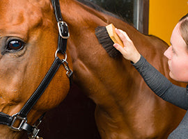 Horse Addiction | Quality Equine Products